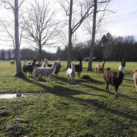Les Louteaux - Splendide Chateau Du Xviii -piscine- Parc De Lamas Willa