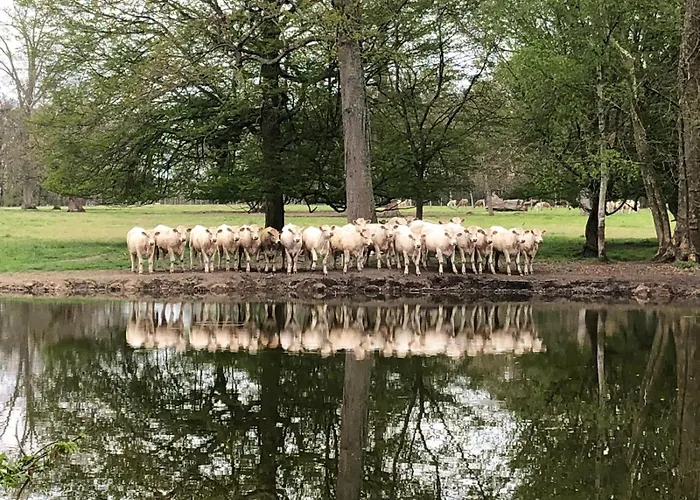 Les Louteaux - Splendide Château Du Xviii -piscine- Parc De Lamas Chezy